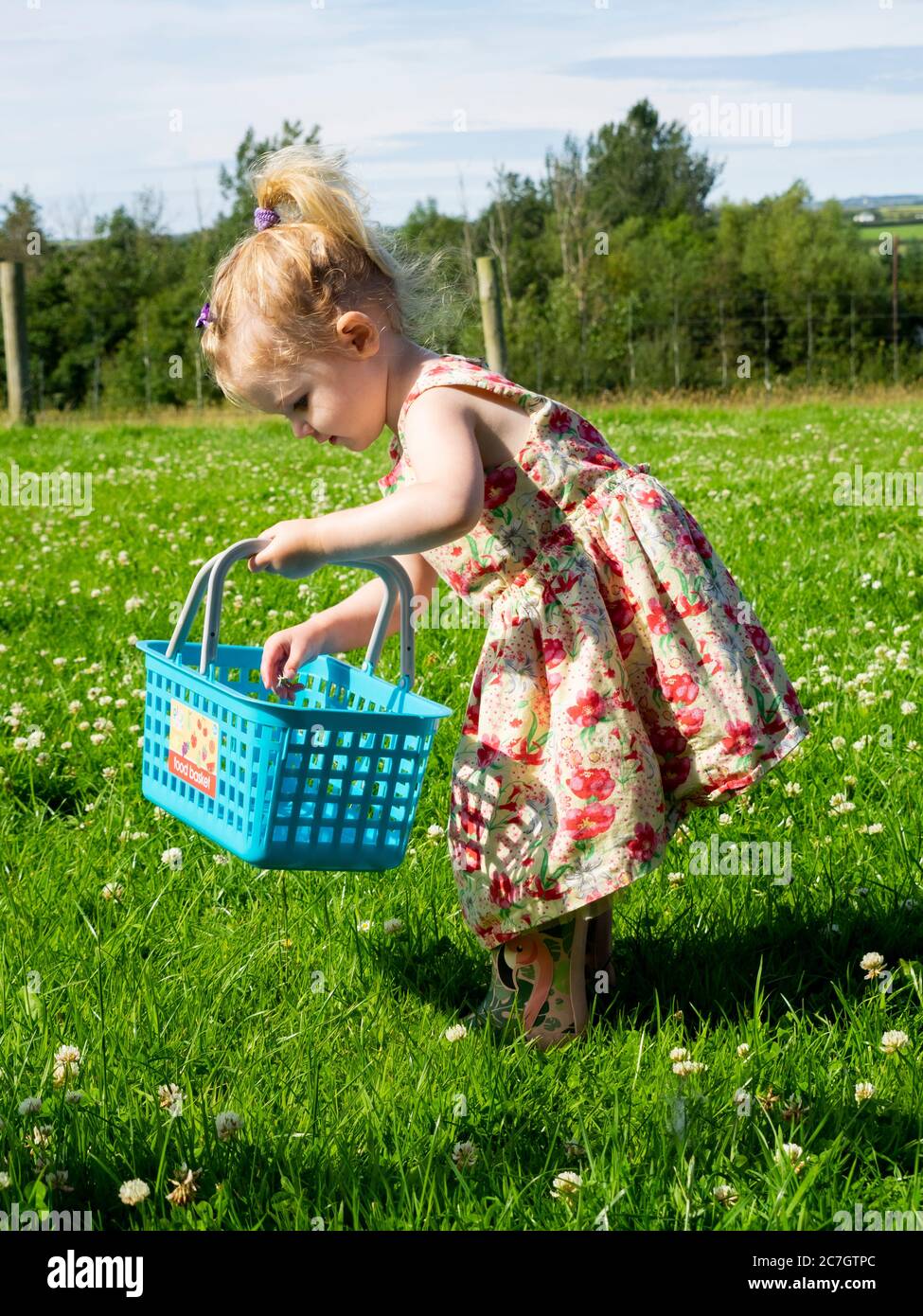 Toddler picking clover flowers and putting them in her basket, UK Stock Photo