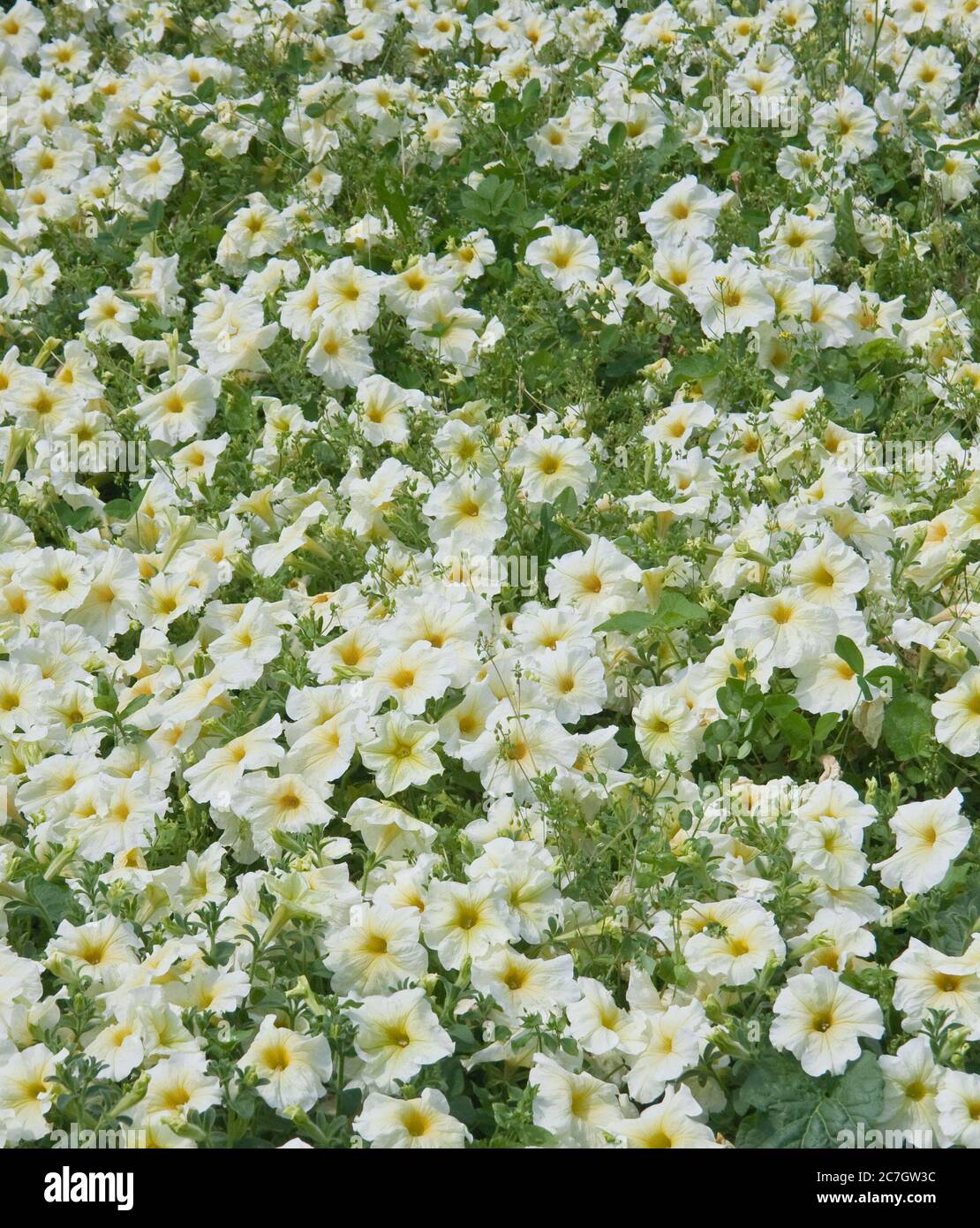 Petunia flowers. Background Stock Photo - Alamy