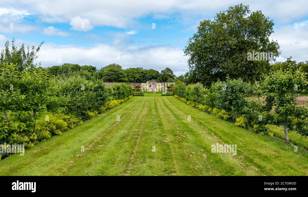 Broad grass avenue in 18th century formal garden, Amisfield Walled Garden, East Lothian, Scotland, UK Stock Photo