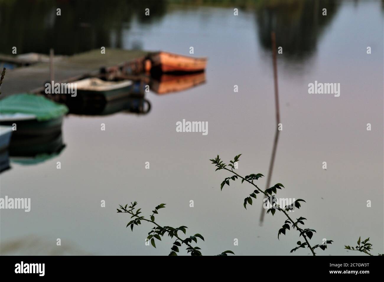 Thorn tendril in the foreground with row boats blurred as a background Stock Photo
