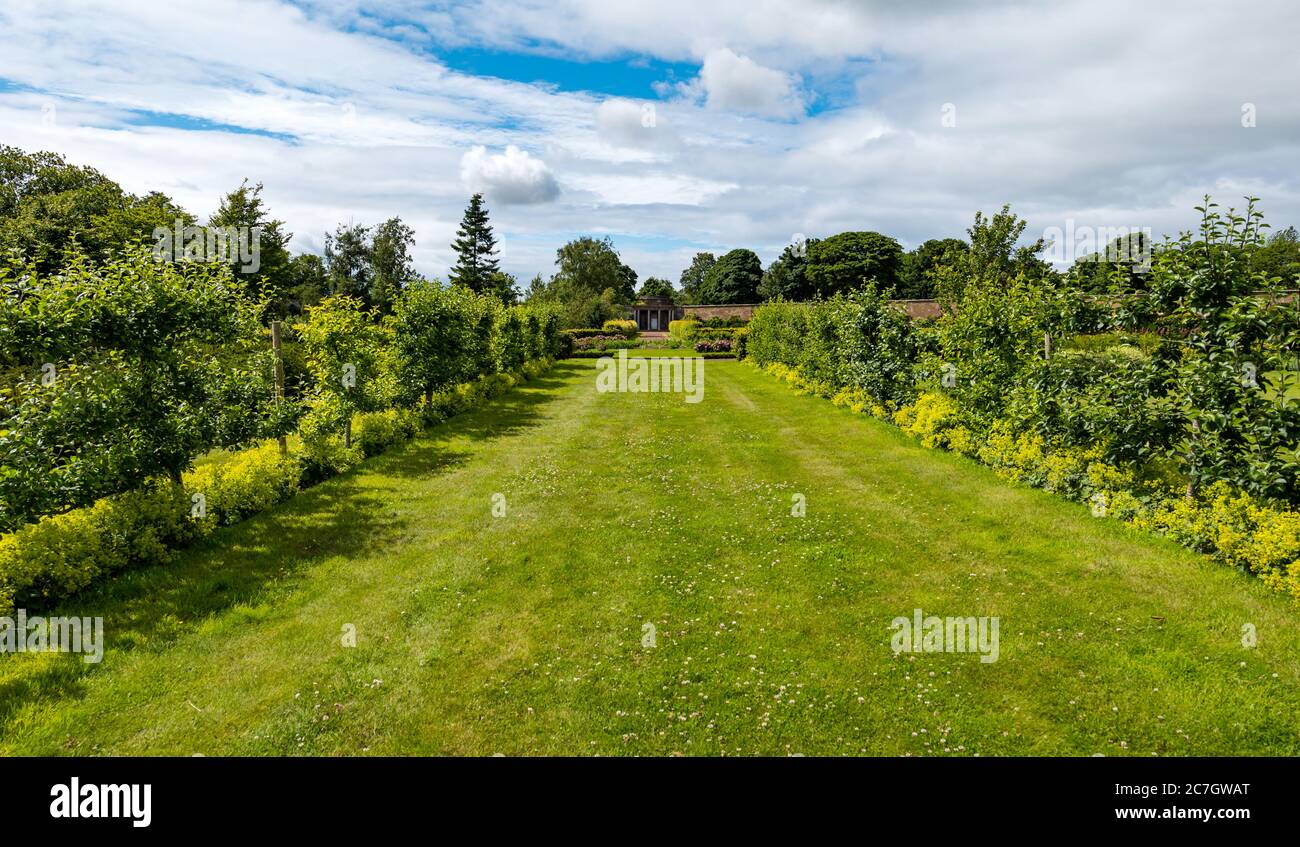 Broad grass avenue in 18th century formal garden, Amisfield Walled Garden, East Lothian, Scotland, UK Stock Photo