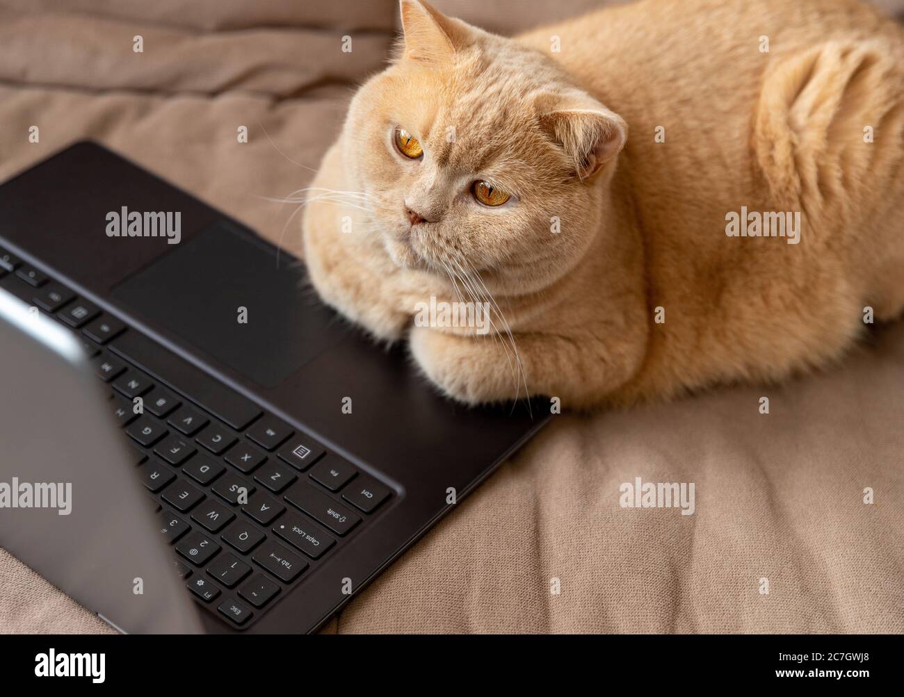 Red cat lies on the sofa with laptop Stock Photo