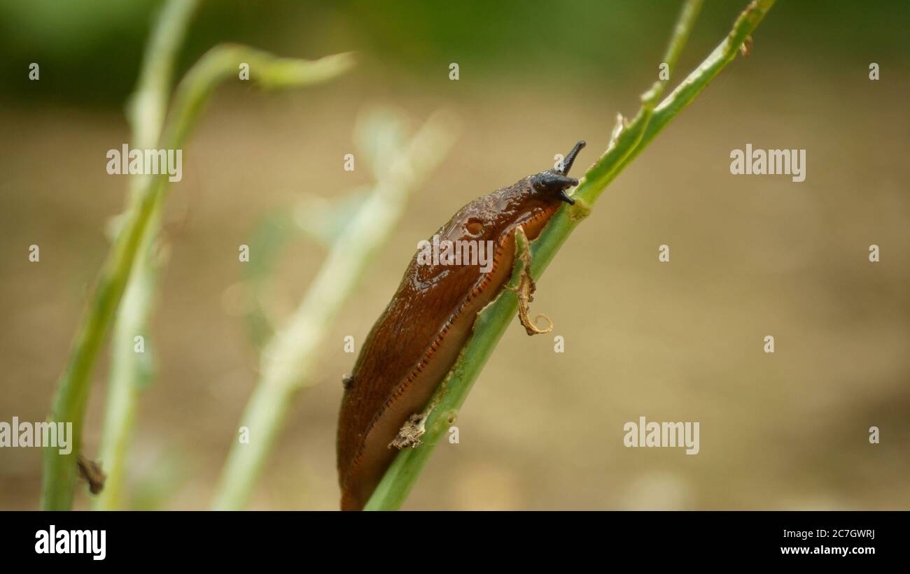 Spanish slug pest Arion vulgaris snail parasitizes on kohlrabi cabbage