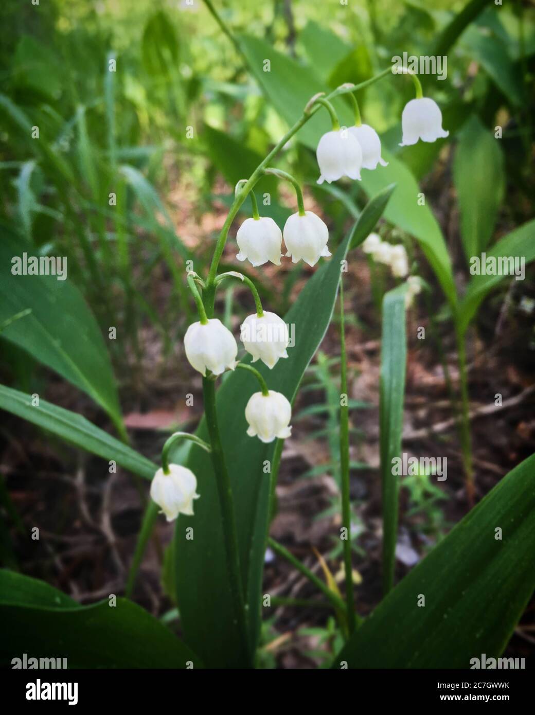 lily of the valley close up