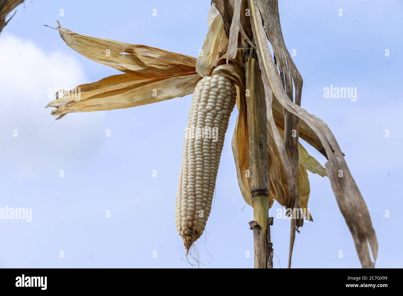 Kericho, Kenya. 17th July, 2020. Maize (corn) harvested in Kericho County, Kenya, some 280 Kilometres west of the capital.Maize is a staple food in majority of Kenyan families. Some Kenyans living in cities have left for rural areas due to tough economic challenges resulting from the Covid-19 pandemic and opting to practice small-scale farming as some lost jobs. Credit: SOPA Images Limited/Alamy Live News Stock Photo