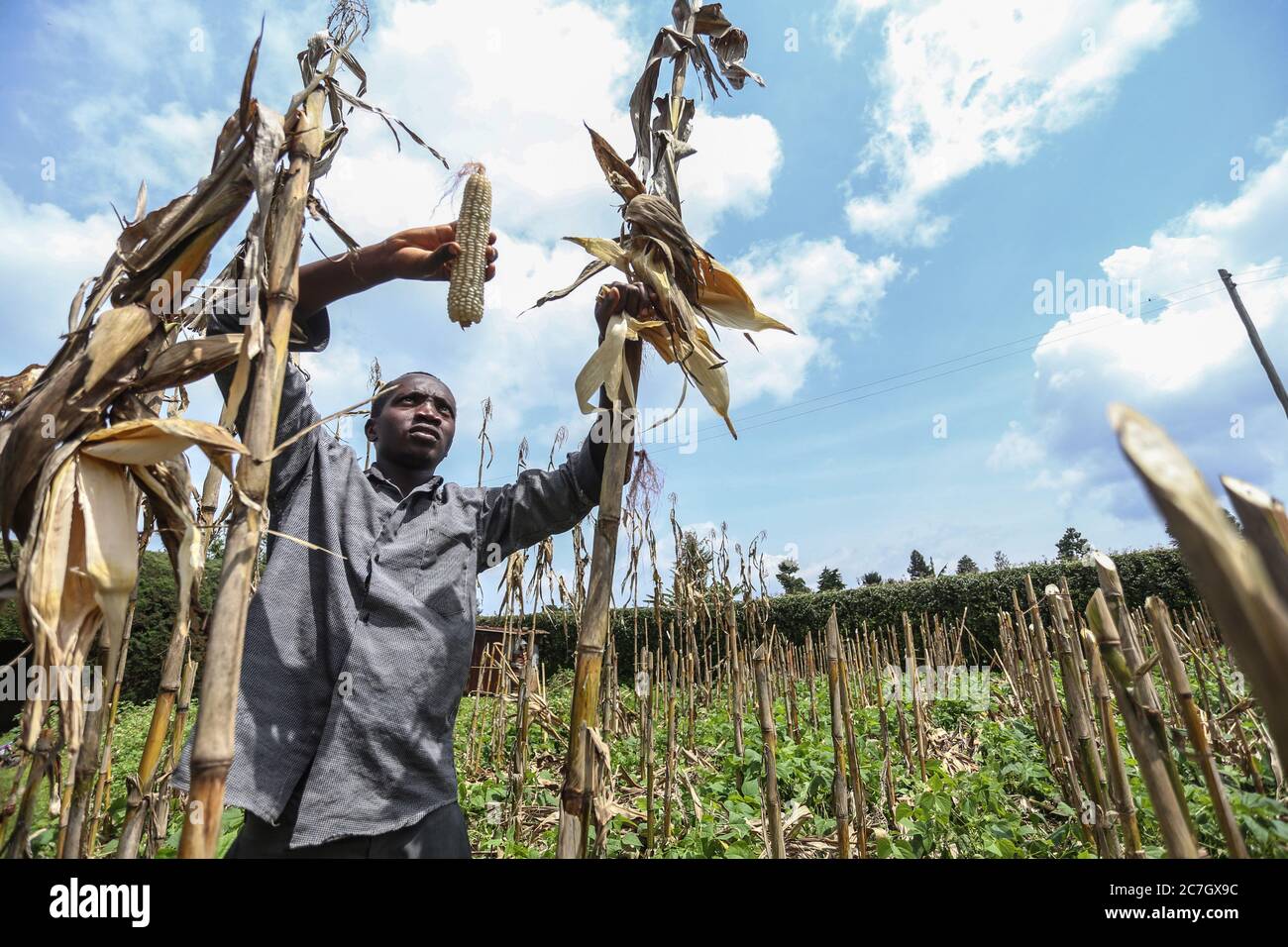 Kericho, Kenya. 17th July, 2020. Mr. Brian Kiplangat harvesting maize (corn) in their family farm in Kericho County amid Coronavirus (COVID-19) crisis.Maize is a staple food in majority of Kenyan families. Some Kenyans living in cities have left for rural areas due to tough economic challenges resulting from the Covid-19 pandemic and opting to practice small-scale farming as some lost jobs. Credit: SOPA Images Limited/Alamy Live News Stock Photo