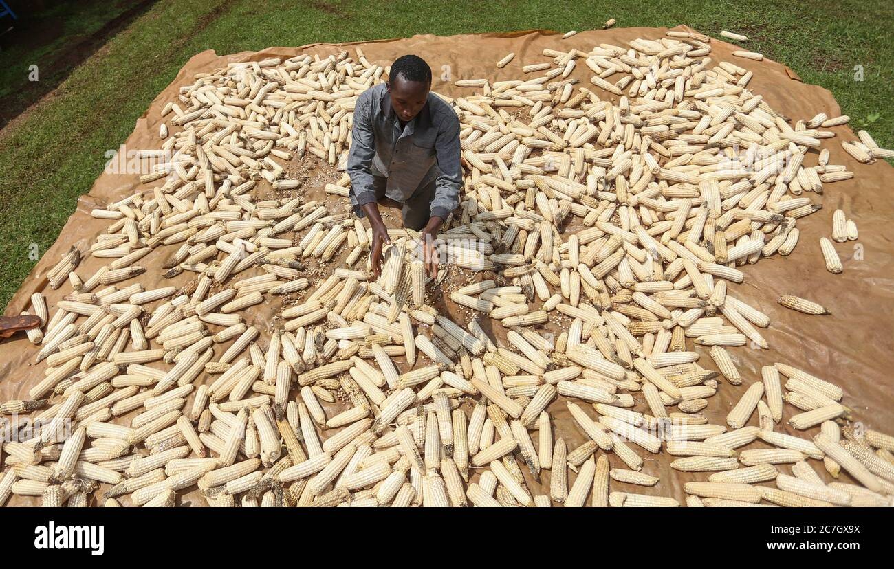 Kericho, Kenya. 17th July, 2020. Mr. Brian Kiplangat drying maize (corn) he harvested in their family farm in Kericho County amid Coronavirus (COVID-19) crisis.Maize is a staple food in majority of Kenyan families. Some Kenyans living in cities have left for rural areas due to tough economic challenges resulting from the Covid-19 pandemic and opting to practice small-scale farming as some lost jobs. Credit: SOPA Images Limited/Alamy Live News Stock Photo