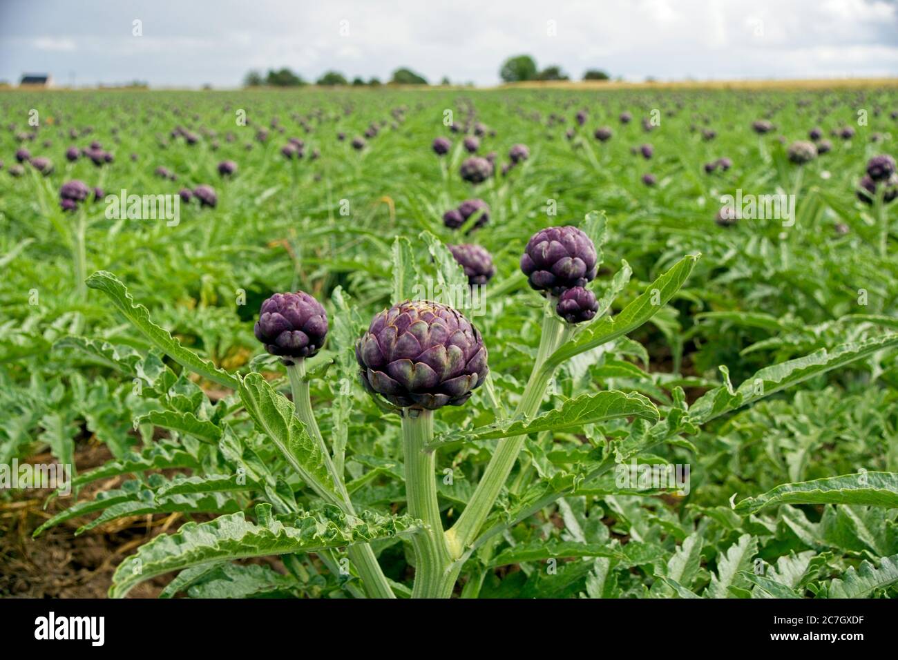 Fields with artichokes (Cynara cardunculus) in France Stock Photo