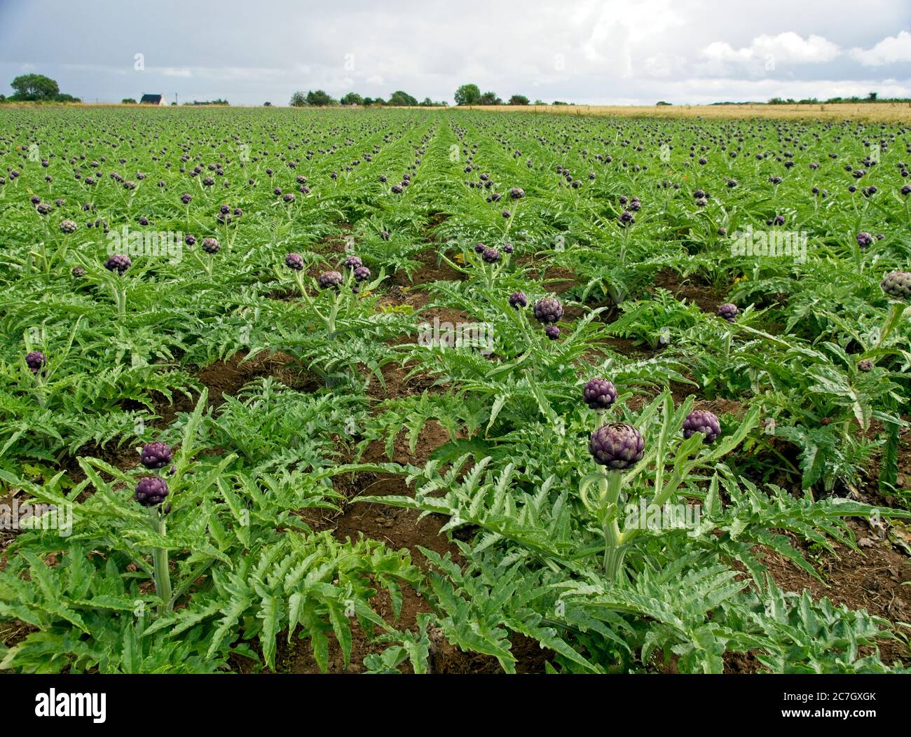 Fields with artichokes (Cynara cardunculus) in France Stock Photo