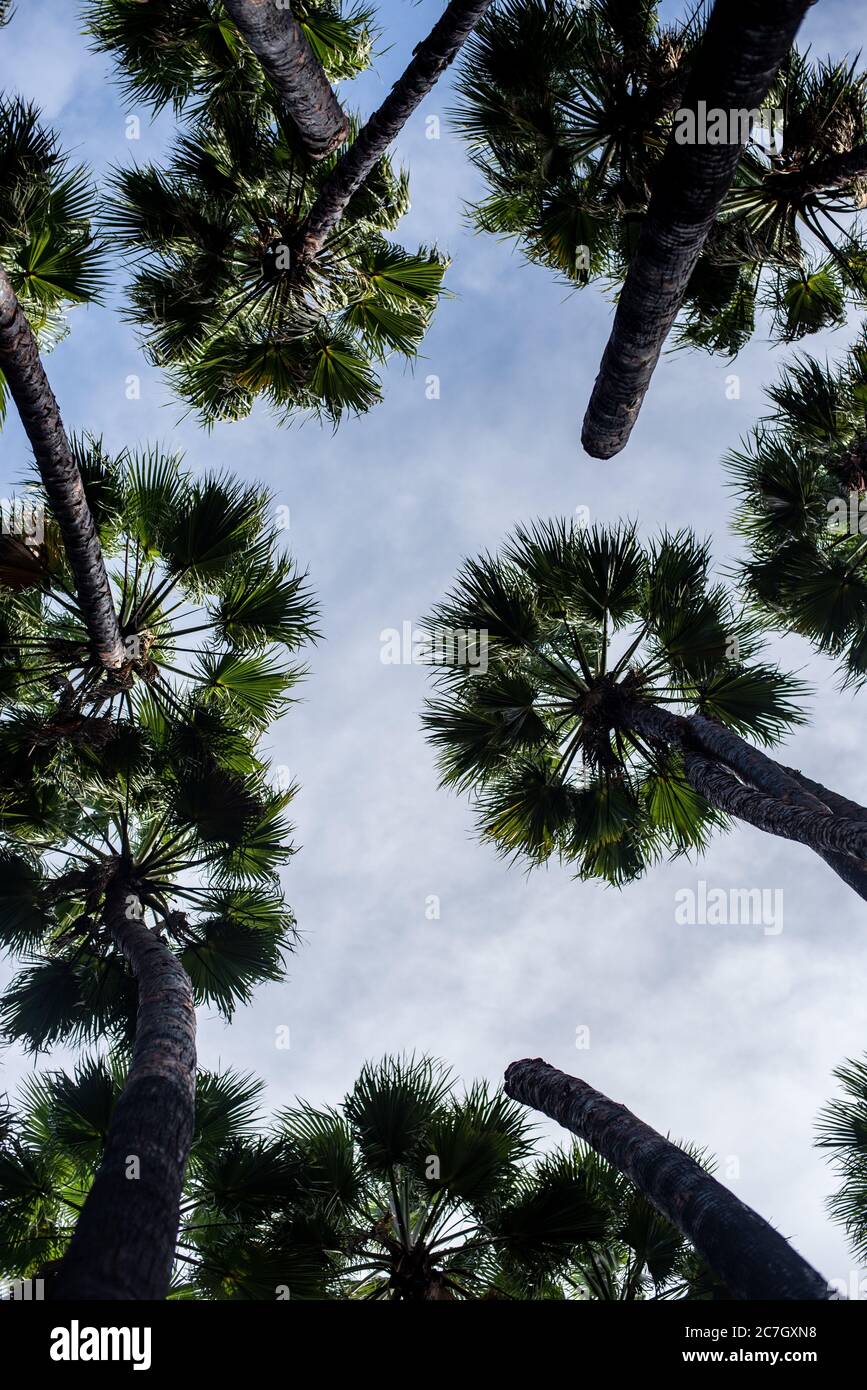 Low angle view of palm trees under a cloudy sky and sunlight - a cool ...
