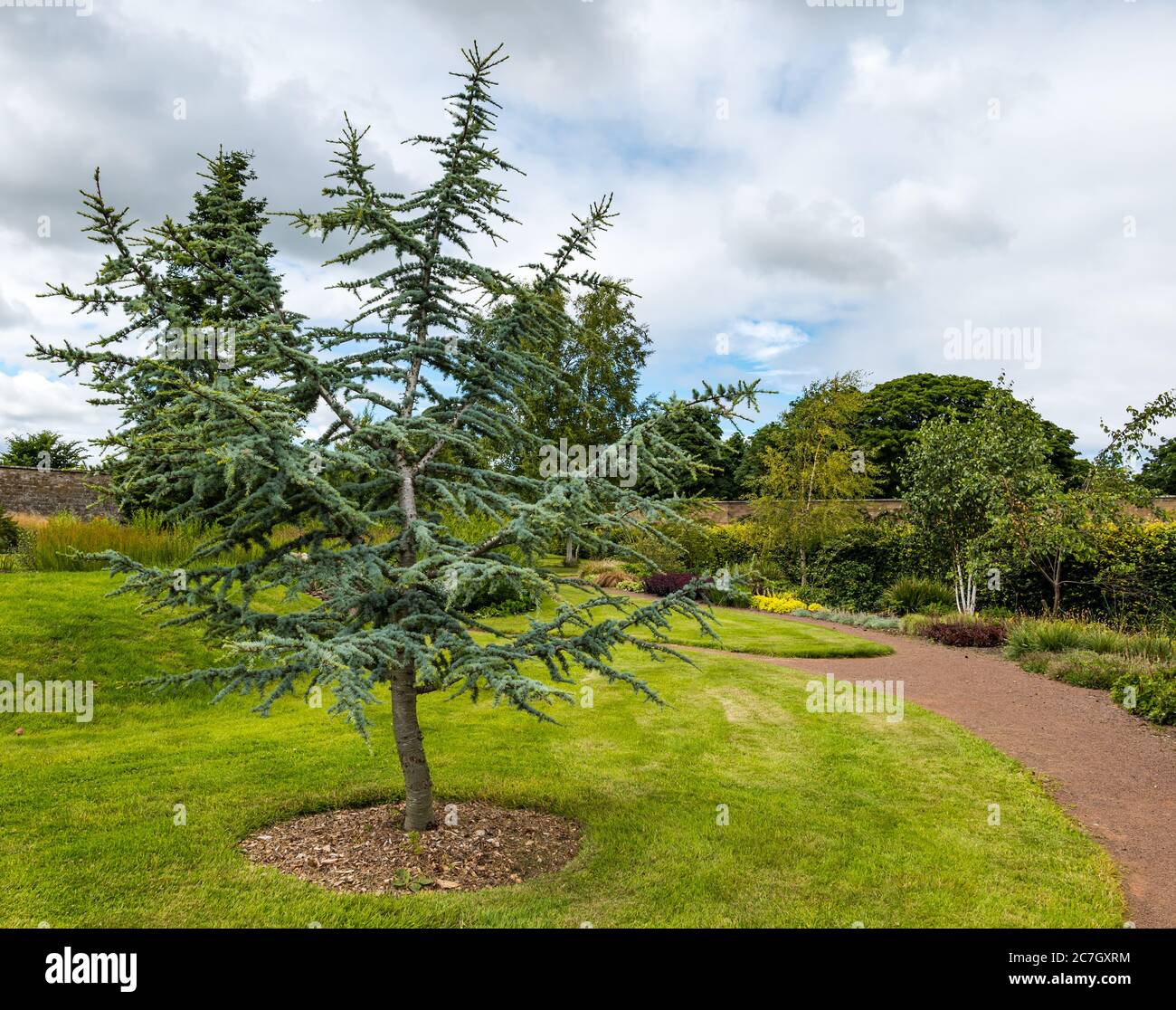 Larch evergreen tree, Amisfield Walled Garden, Haddington, East Lothian, Scotland, UK Stock Photo