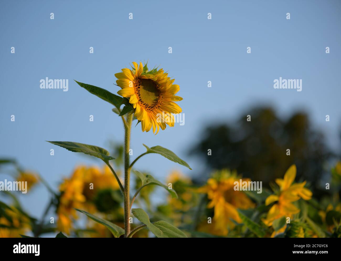 The Sunflower Stock Photo
