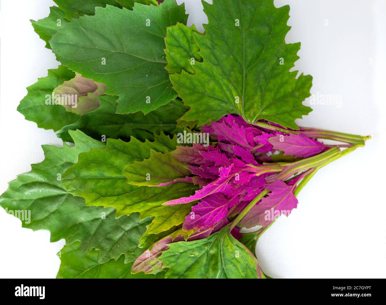 Tree spinach leaves being prepared ready to cook in the kitchen. Stock Photo