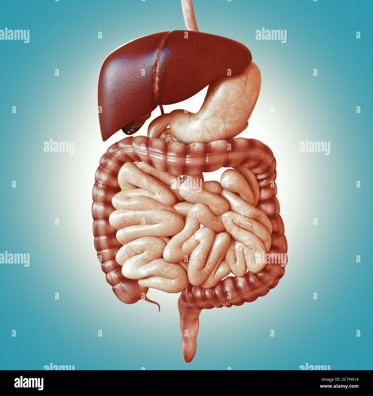 Concept diet. Digestive system. Healthy food diet. 3d rendering Stock ...