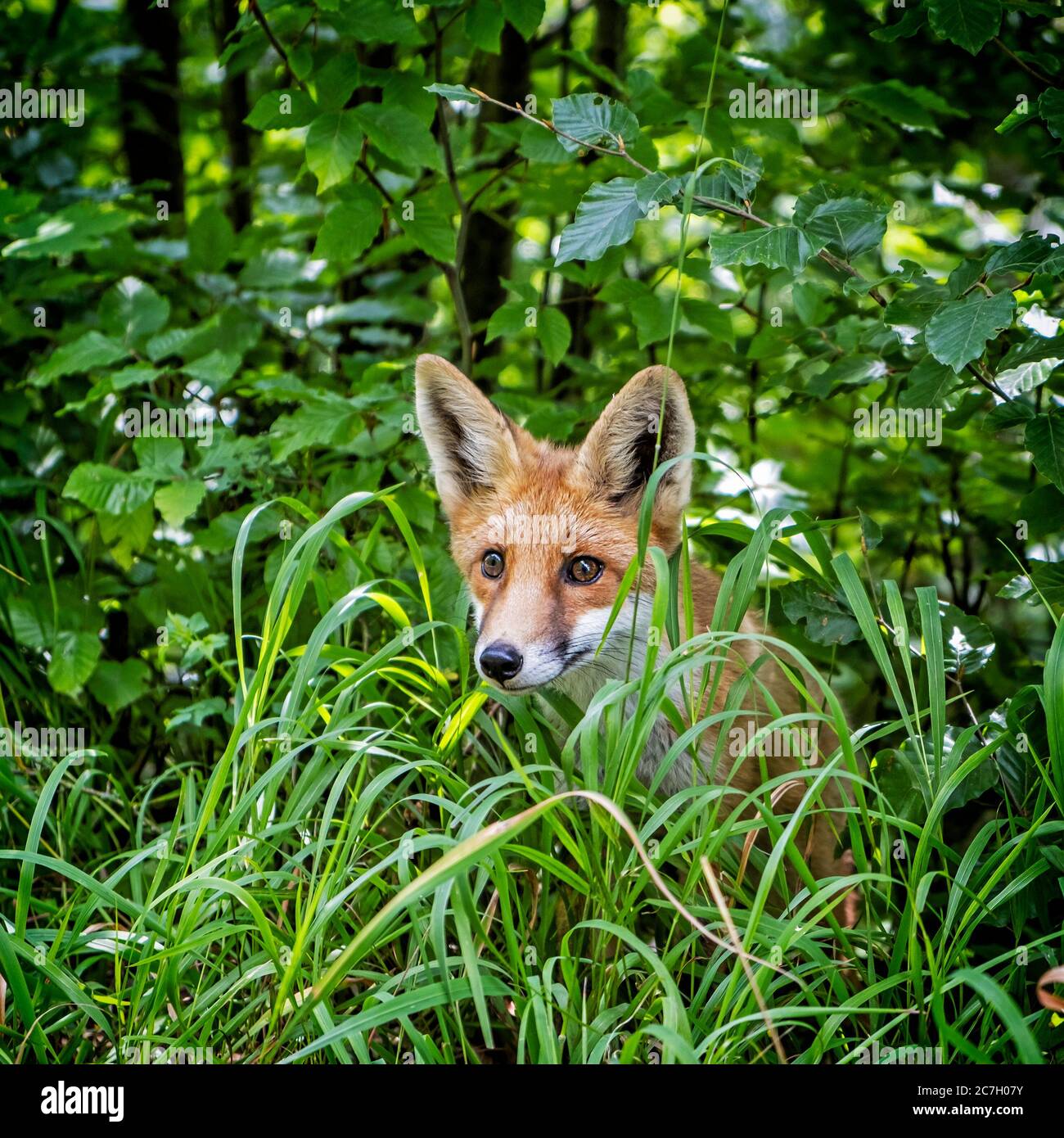 The Beauty of Wildlife  Fox pictures, Pet fox, Fox