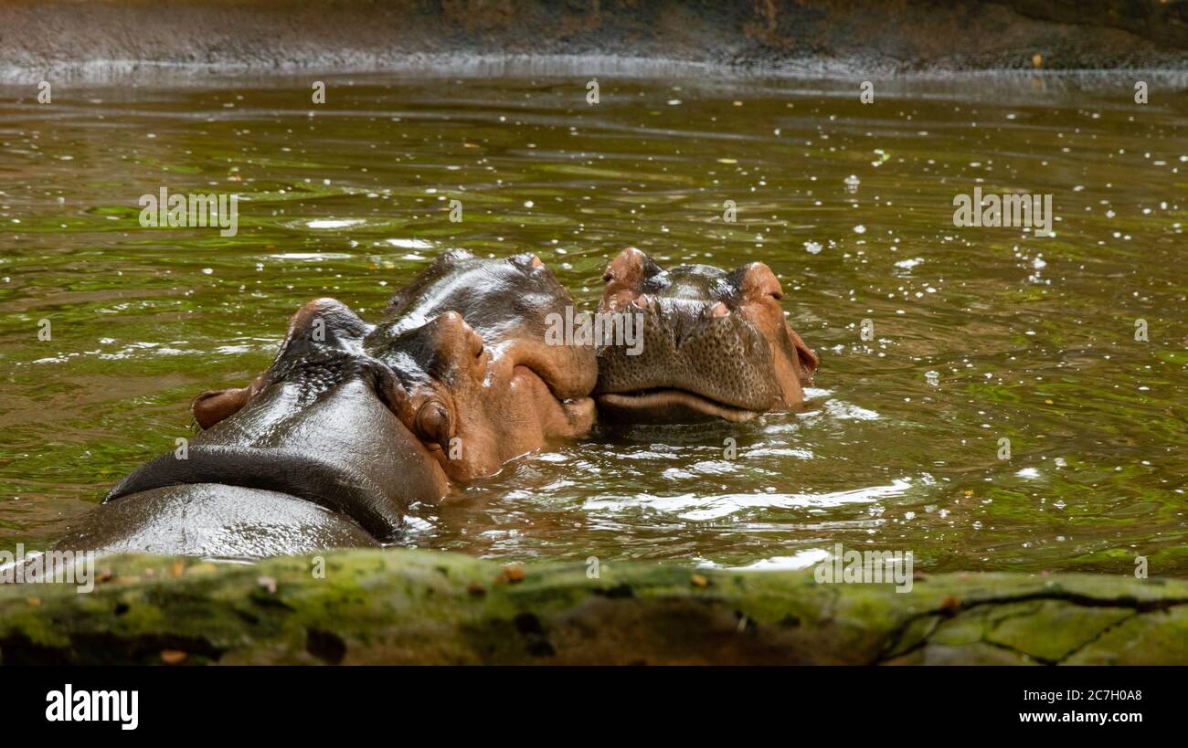 Hippos (hippopotamuses) kissing in the river in wild. Rare scene for hippos making love. Stock Photo
