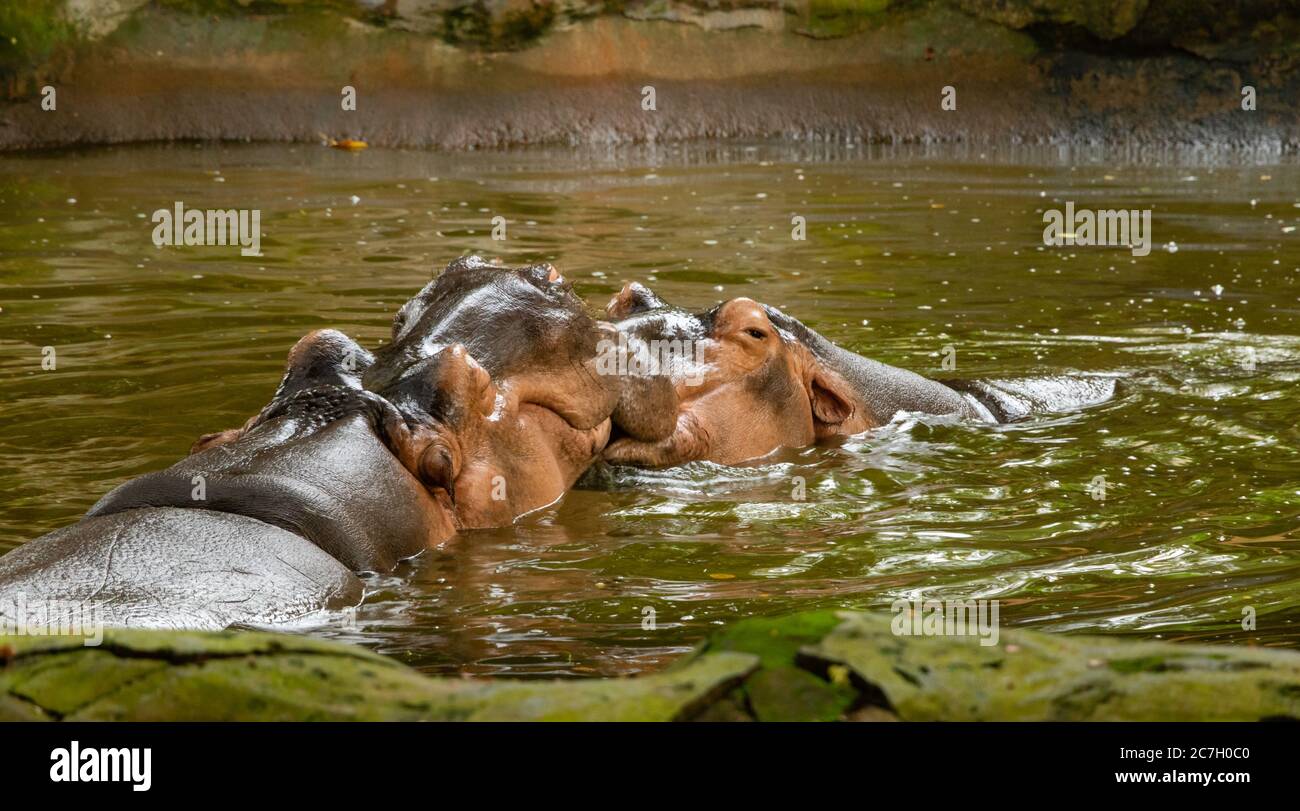 Hippos (hippopotamuses) kissing in the river in wild. Rare scene for hippos making love. Stock Photo