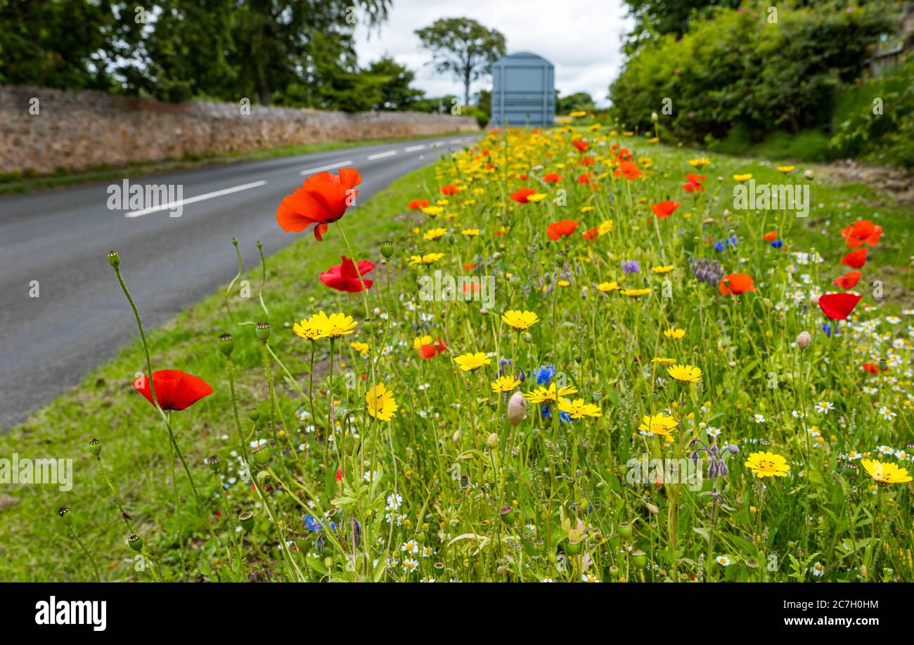 Roadside Wildflowers Hi res Stock Photography And Images Alamy roadside-wildflowers-hi-res-stock-photography-and-images-alamy