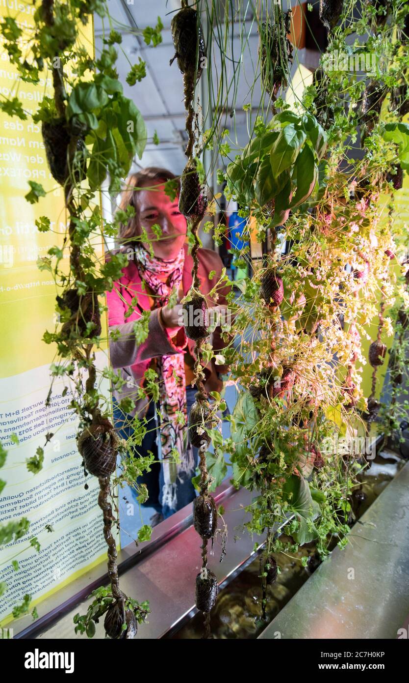 17 July 2020, Saxony, Crimmitschau: Anne Rom, exhibition designer, looks at a cord, with plants, which is watered from above. The 'BoHo-Garden' system was developed by the company B M Textil from Sehmatal and aims at self-sufficiency, for example with salad or herbs, in and around one's own four walls. The 'Textil?Zukunft!' exhibition placed here flanked the scene of the Saxon State Exhibition in the former cloth factory Gebr. Over the next few months, visitors will not only be able to trace the history of textile production here, but will also gain insights into the present and future of the Stock Photo