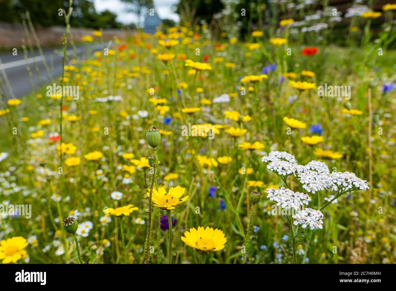 Wildflowers roadside verge hi-res stock photography and images - Alamy