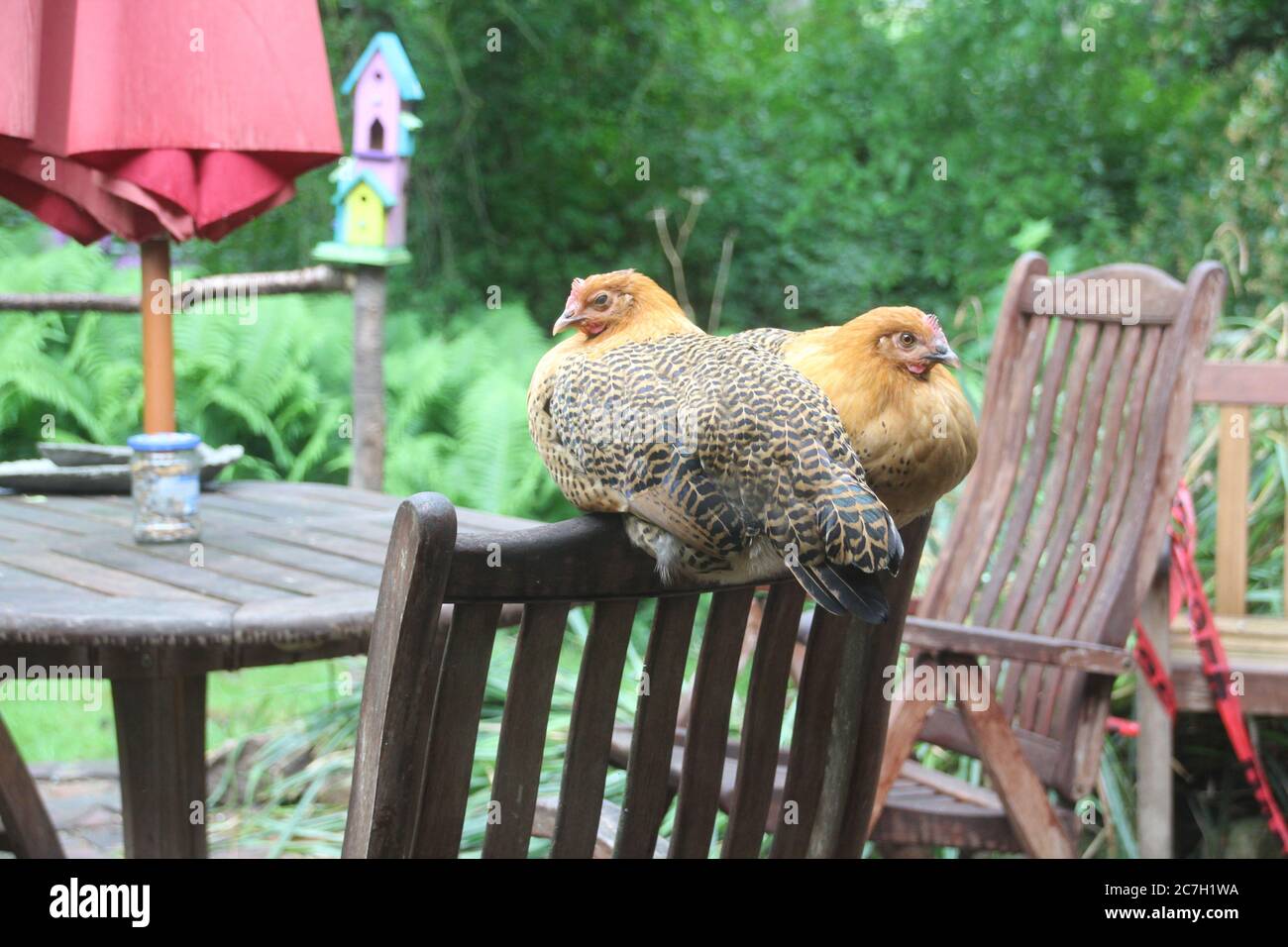 Ostfriesische Moewen Chicken sitting on patio chair Stock Photo