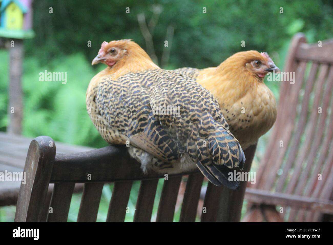 Ostfriesische Moewen Chicken sitting on patio chair detail Stock Photo