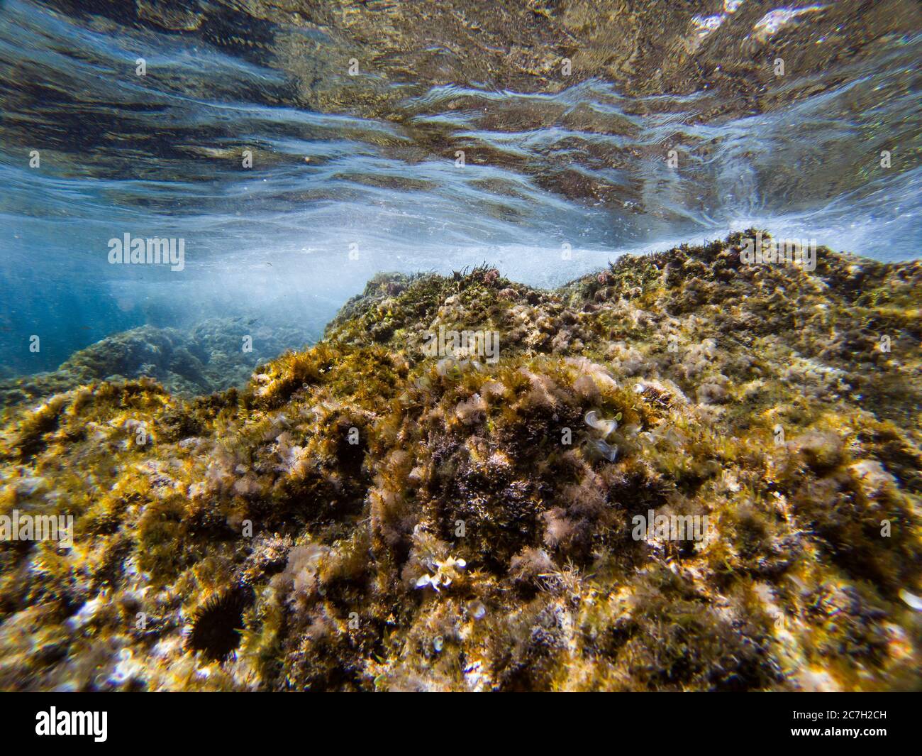 Underwater landscape in Costa Brava, Catalonia, Spain. Summer activities, snorkeling and diving Stock Photo