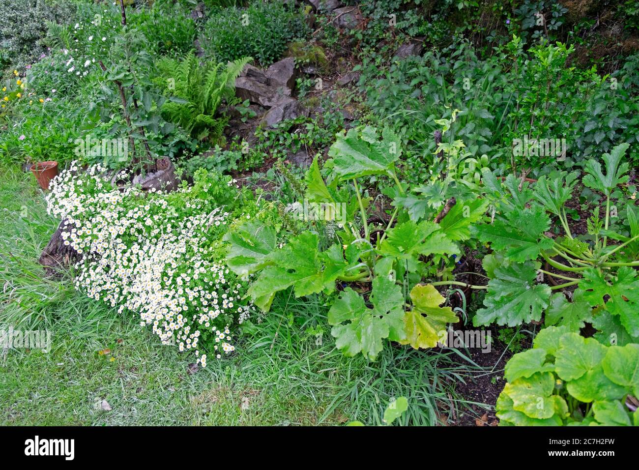Courgette zuchini plants growing next to white feverfew herb in flower in a backyard garden in summer Carmarthenshire Wales UK  KATHY DEWITT Stock Photo