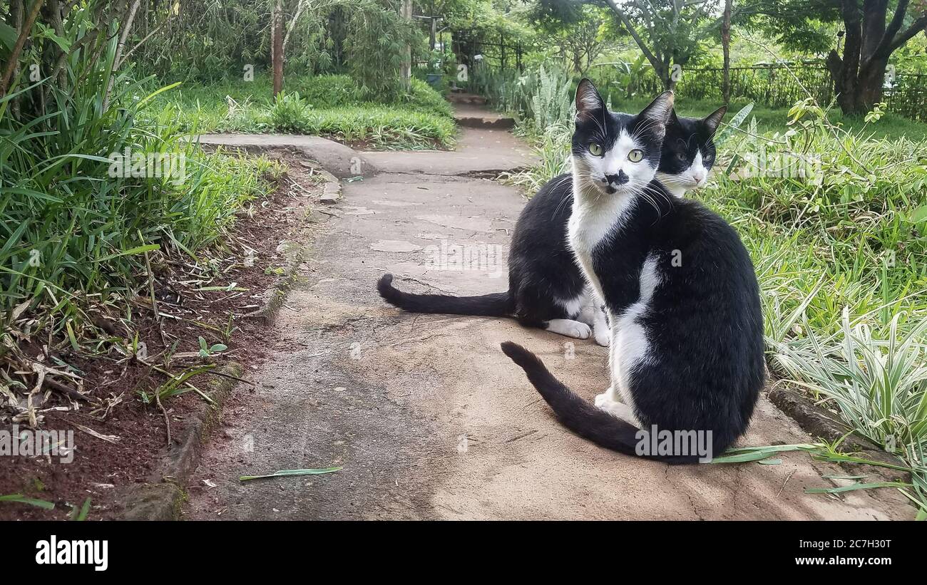 Black and white cat sitting on the path Stock Photo - Alamy