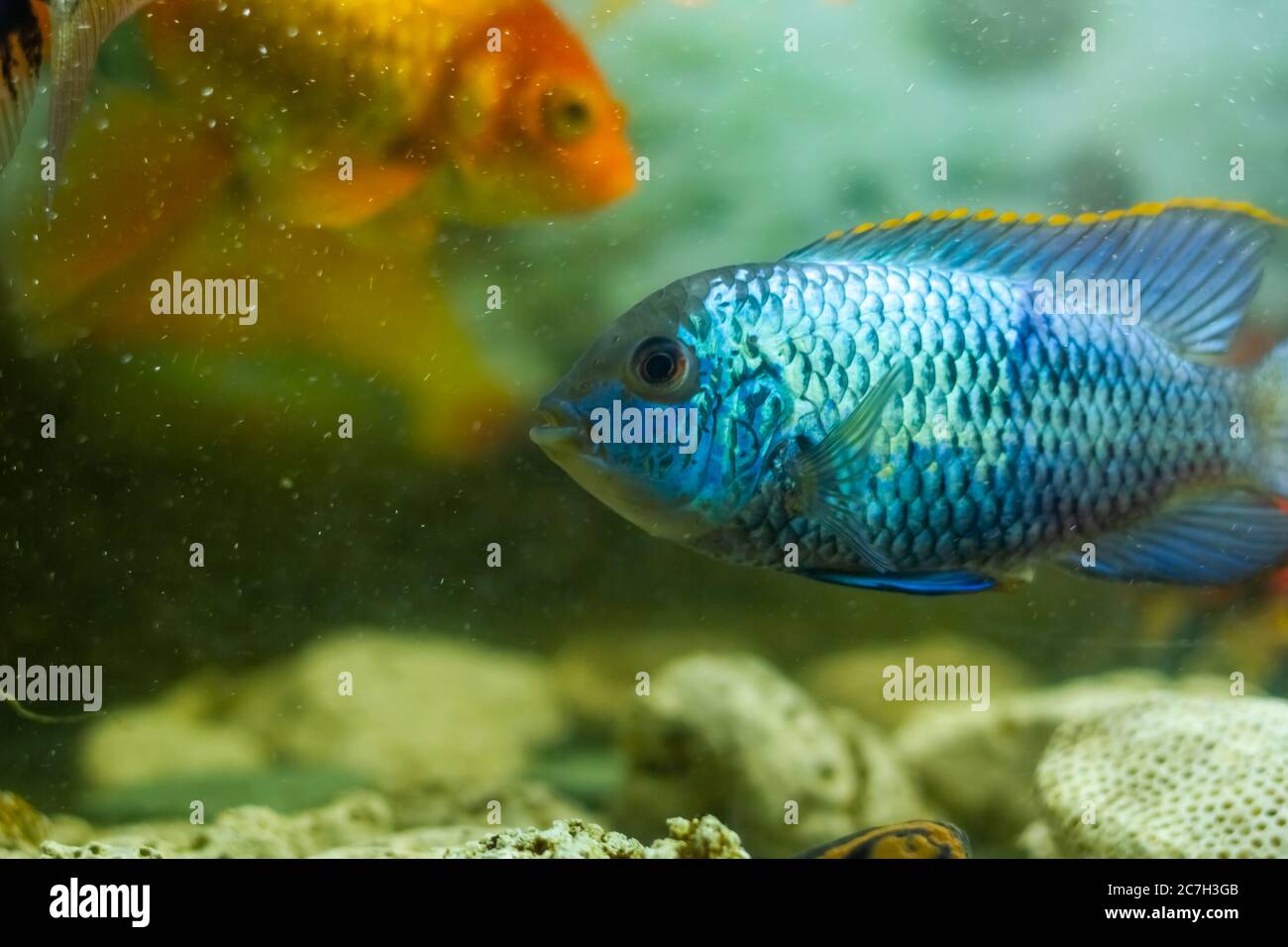 colored fish in aquarium, fish in aquarium, tropical fish in aquarium ...