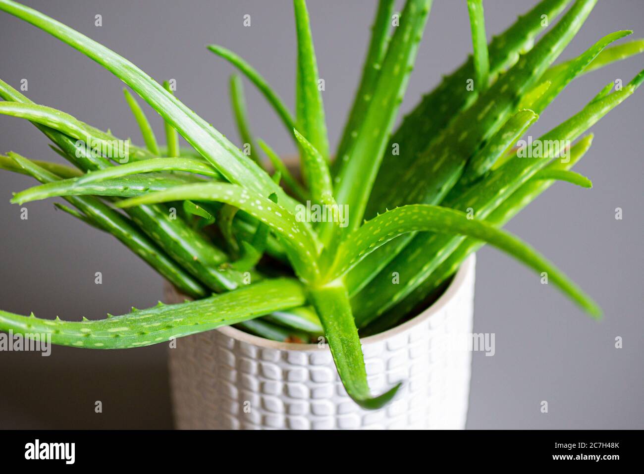 An Aloe vera grown in a pot as a house plant Stock Photo