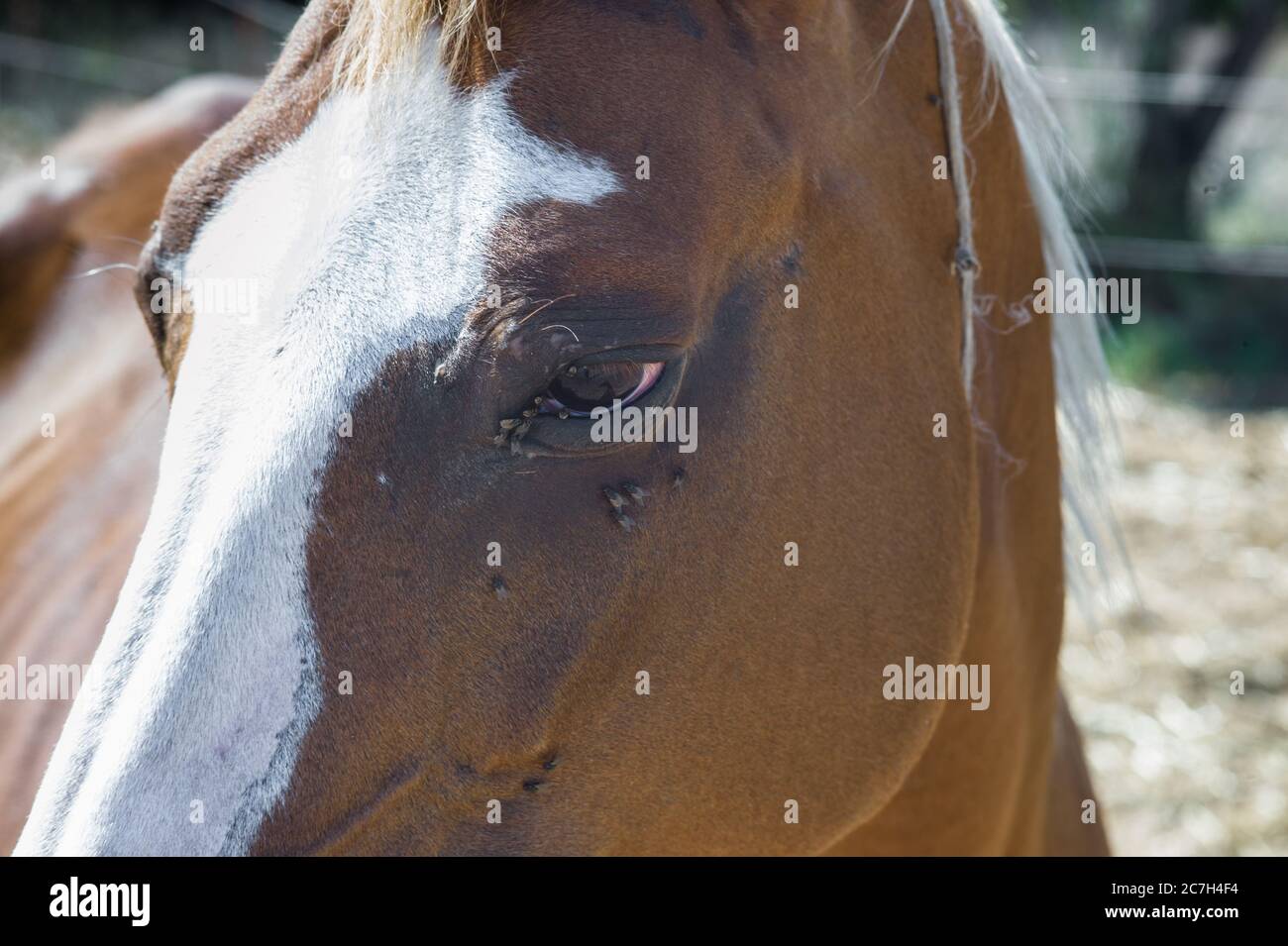 Brown horse with white blaze in a sandy field has a lot of flies on the head and around the eyes. Warm summer landscape. Front view Stock Photo