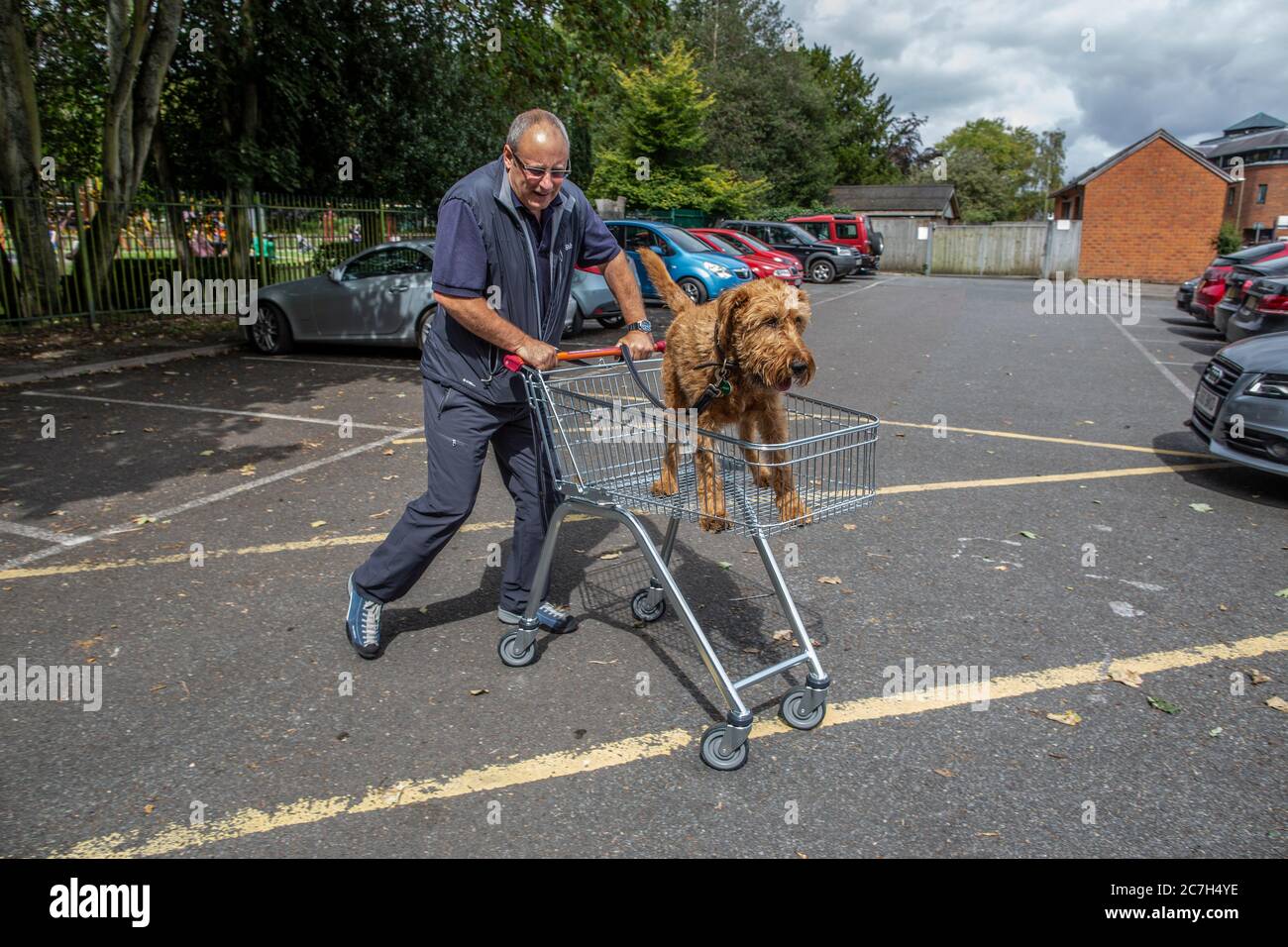 Irish Terrier being pushed along in a supermarket trolley by the dogs