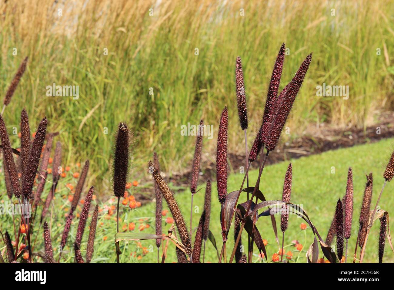 Ornamental millet hires stock photography and images Alamy