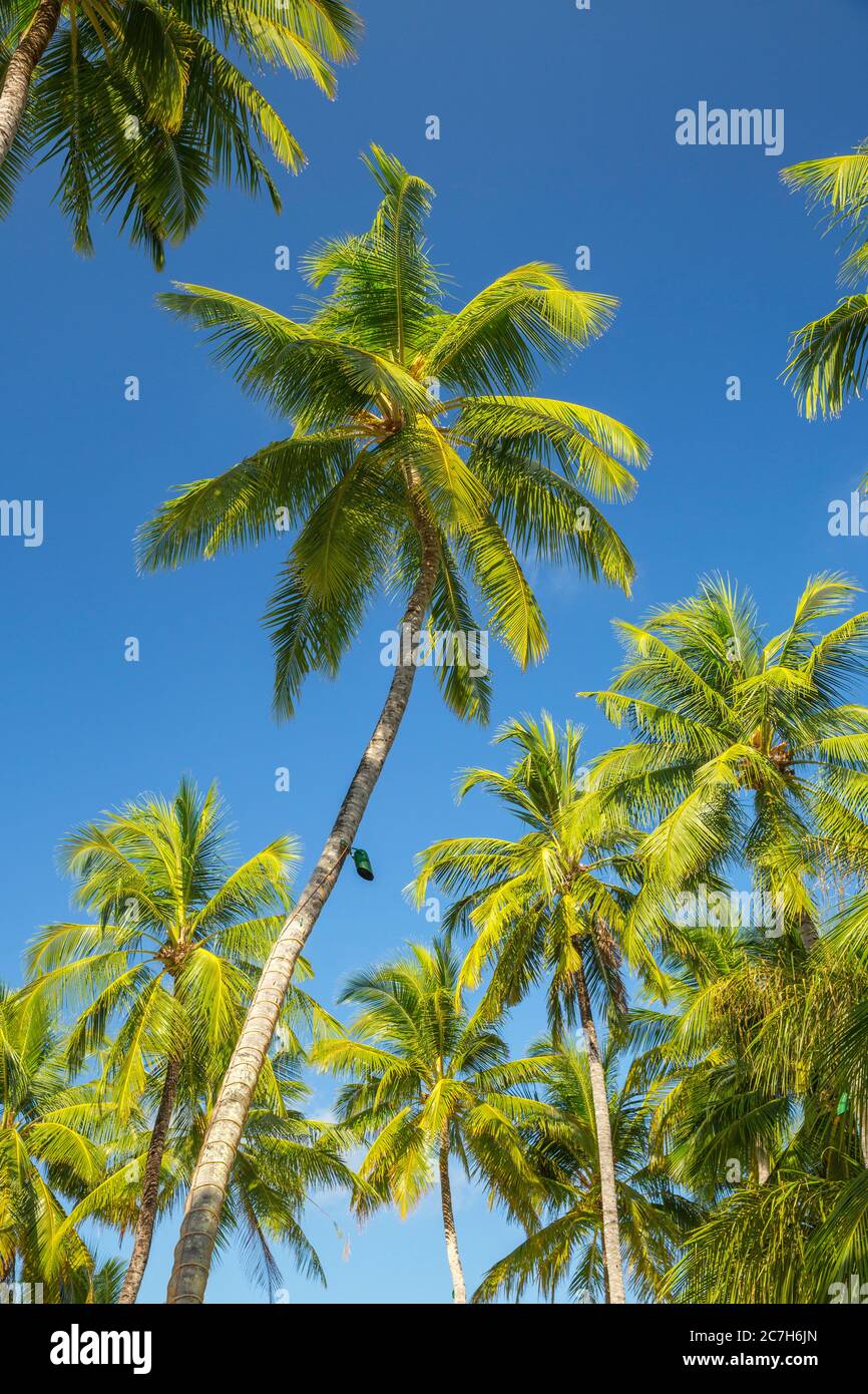 Coconut palms against blue sky, Villingili, Maldives, Indian Ocean Stock Photo