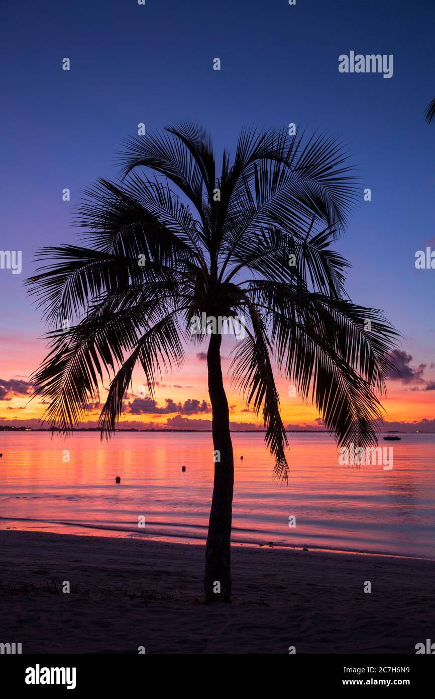 Maldives, South Male Atoll, Villingili, sea, palm tree, sunset Stock Photo