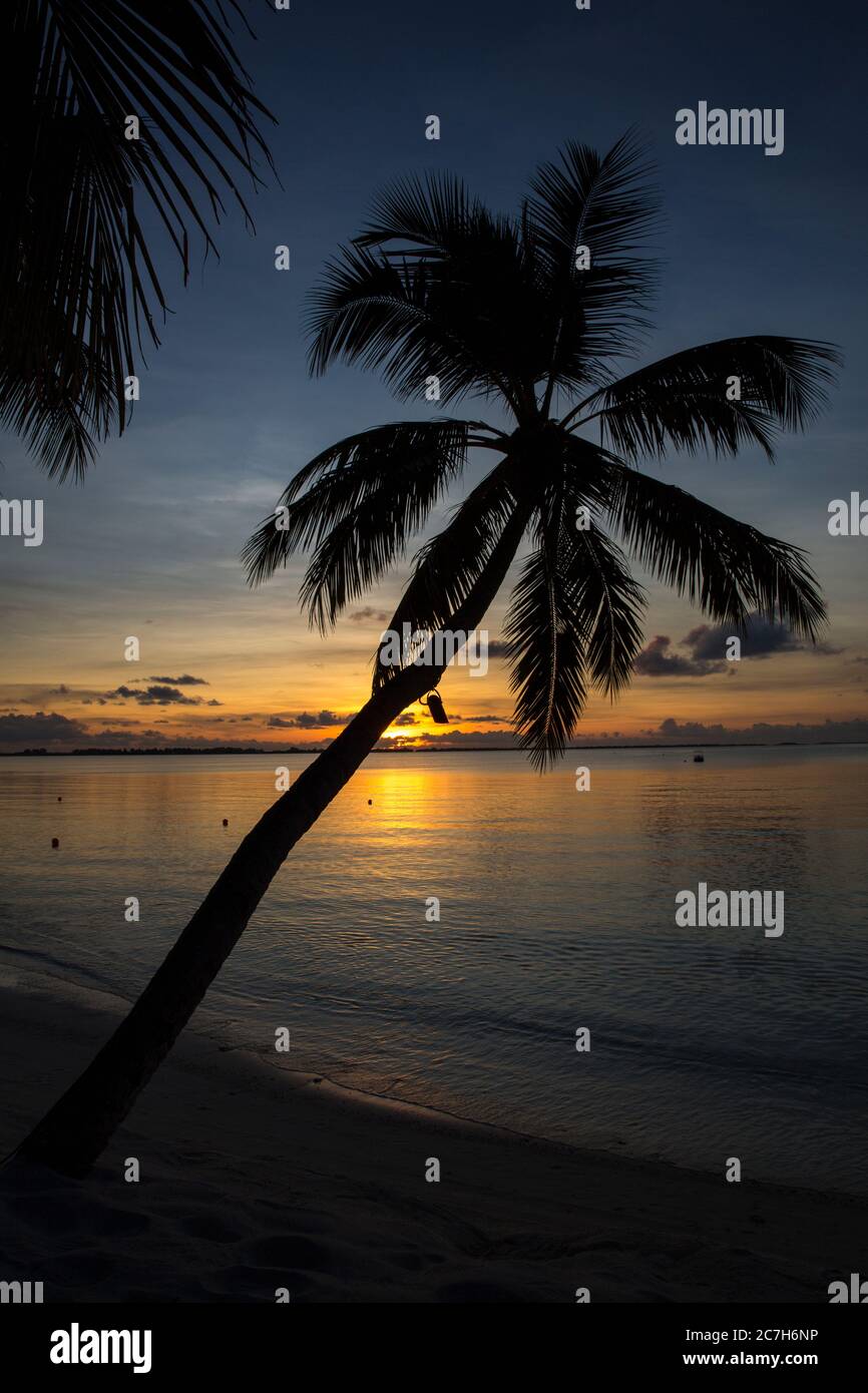 Maldives, South Male Atoll, Shangri-La's Villingili Resort & Spa, palm beach, sea, sunset, detail, Stock Photo