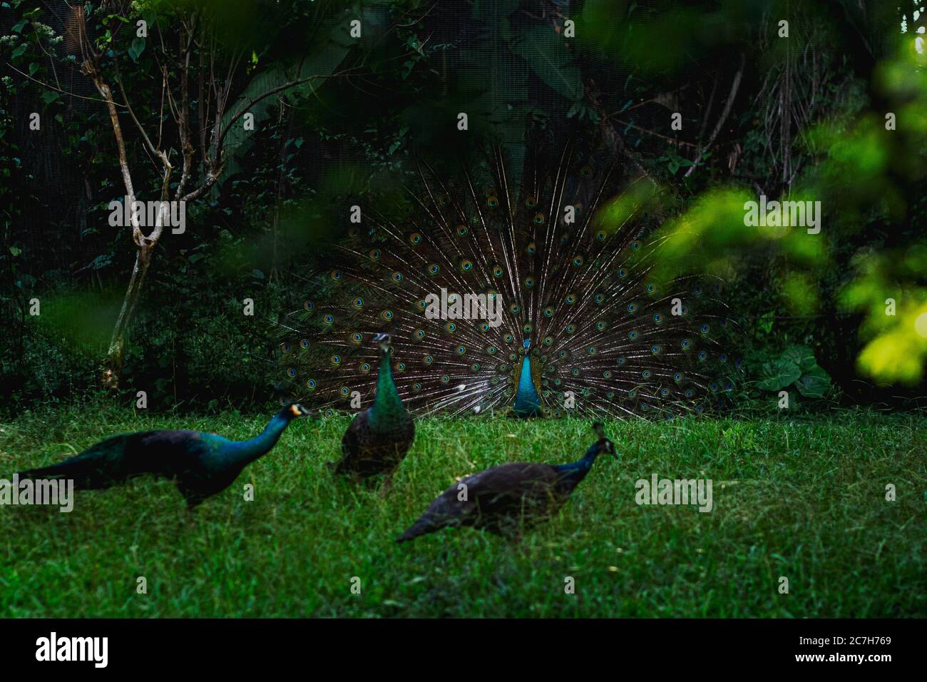 Field with Peafowls on it surrounded by trees and grass under sunlight Stock Photo