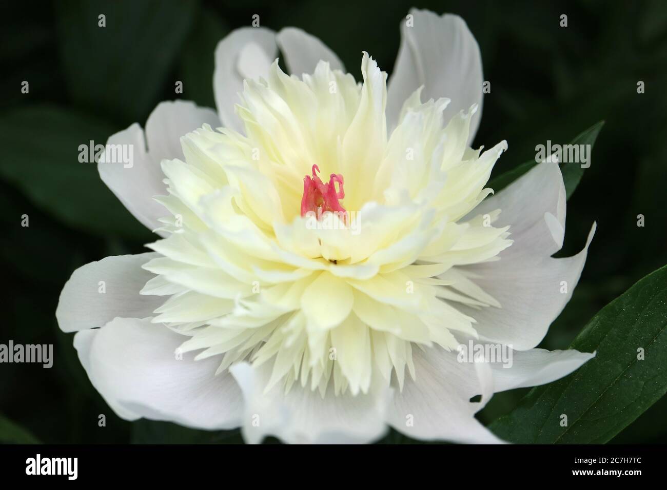 White Peony with delicate petals and green leaves in the garden,white spring flowers macro,flower head macro,floral photo,macro photography,stock Stock Photo