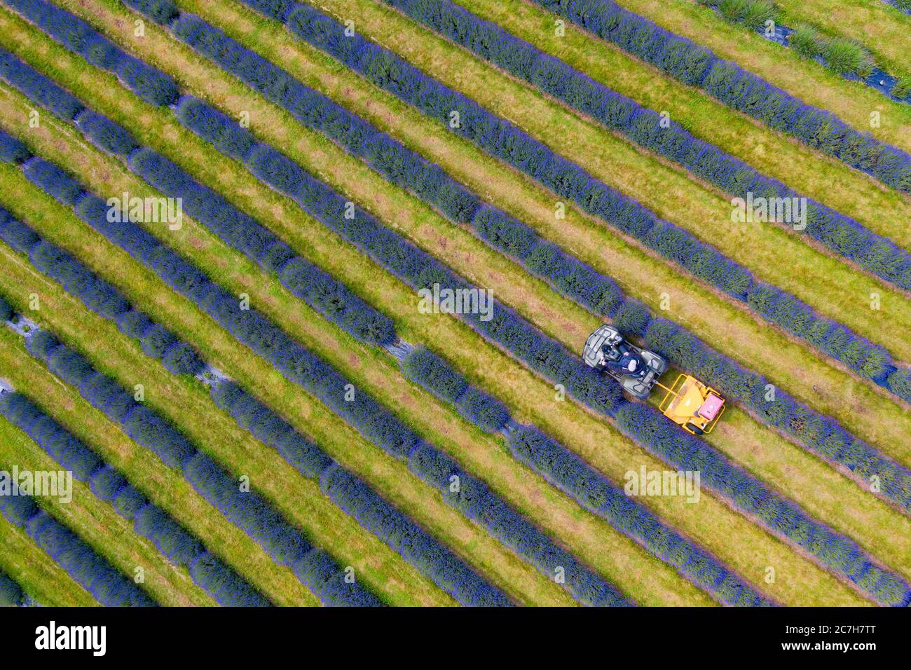 Perth & Kinross, Scotland, UK. 17 July, 2020. Aerial images of rows of