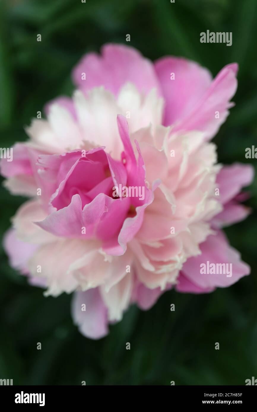 Pink-White Peony with delicate petals and green leaves in the garden,pink-white peony with delicate petals macro,flower bloom ,floral photo,macro Stock Photo
