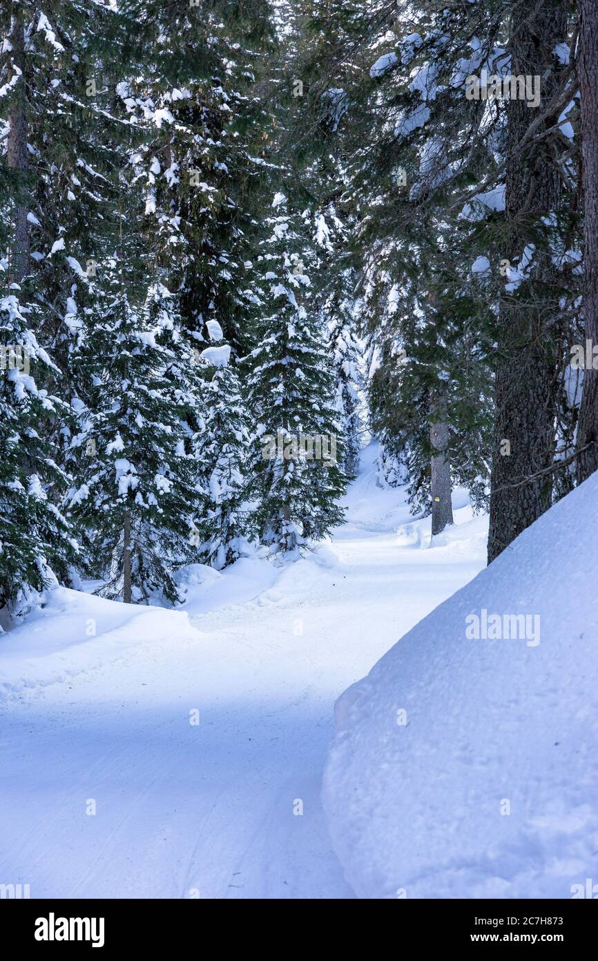 Europe, Austria, Vorarlberg, Montafon, Rätikon, Gauertal, snowy forest path in the Gauertal Stock Photo
