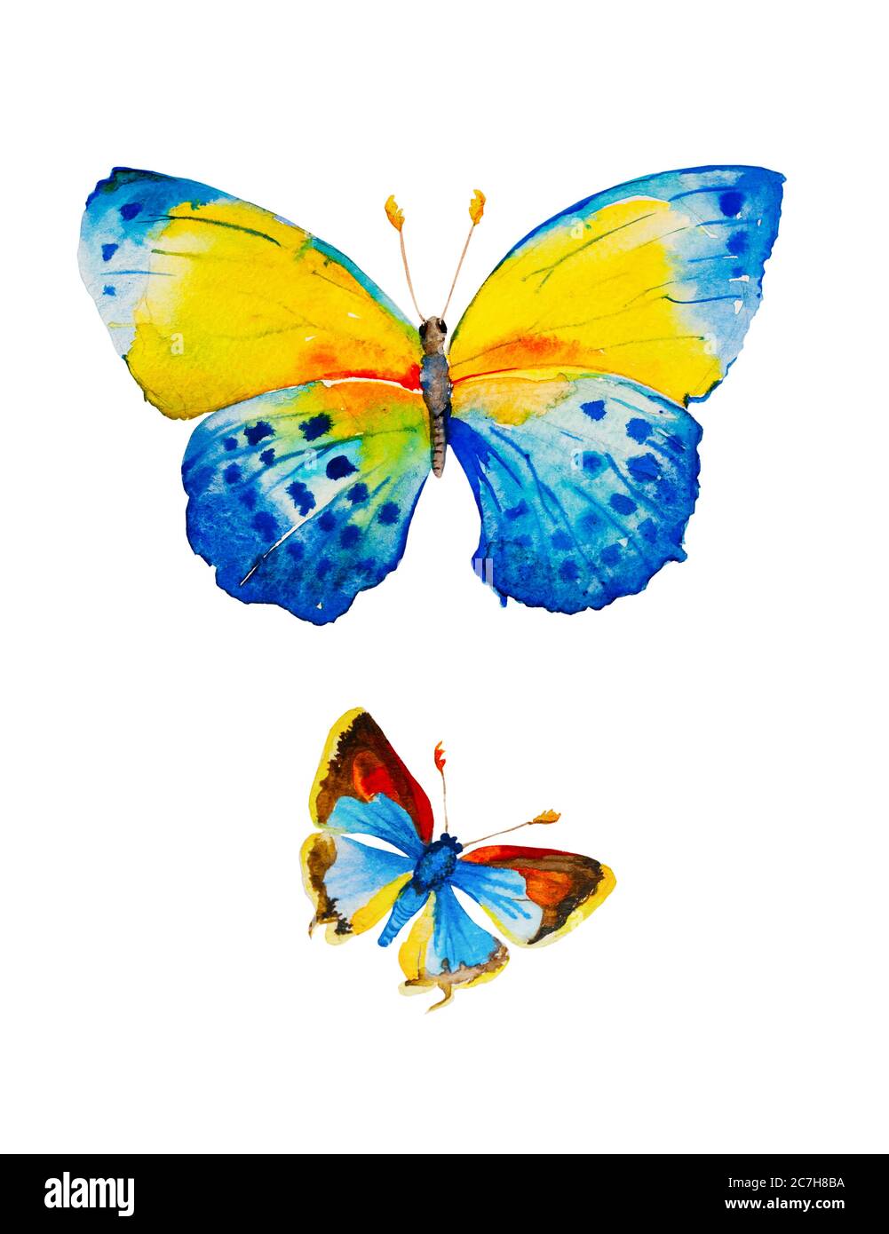 Watercolor illustration of two blue butterflies isolated on white ...