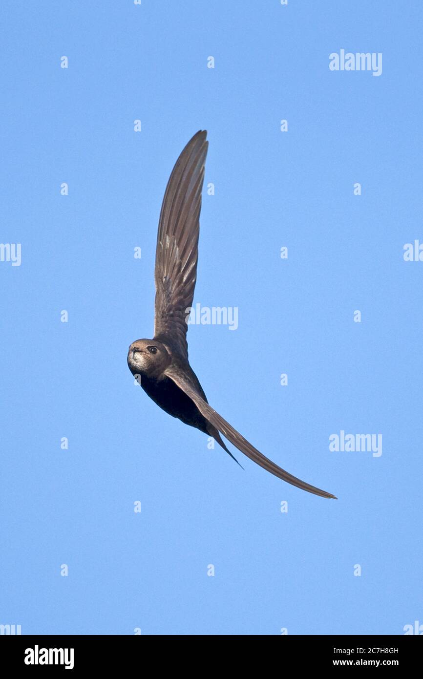 Common Swift (Apus apus Stock Photo - Alamy