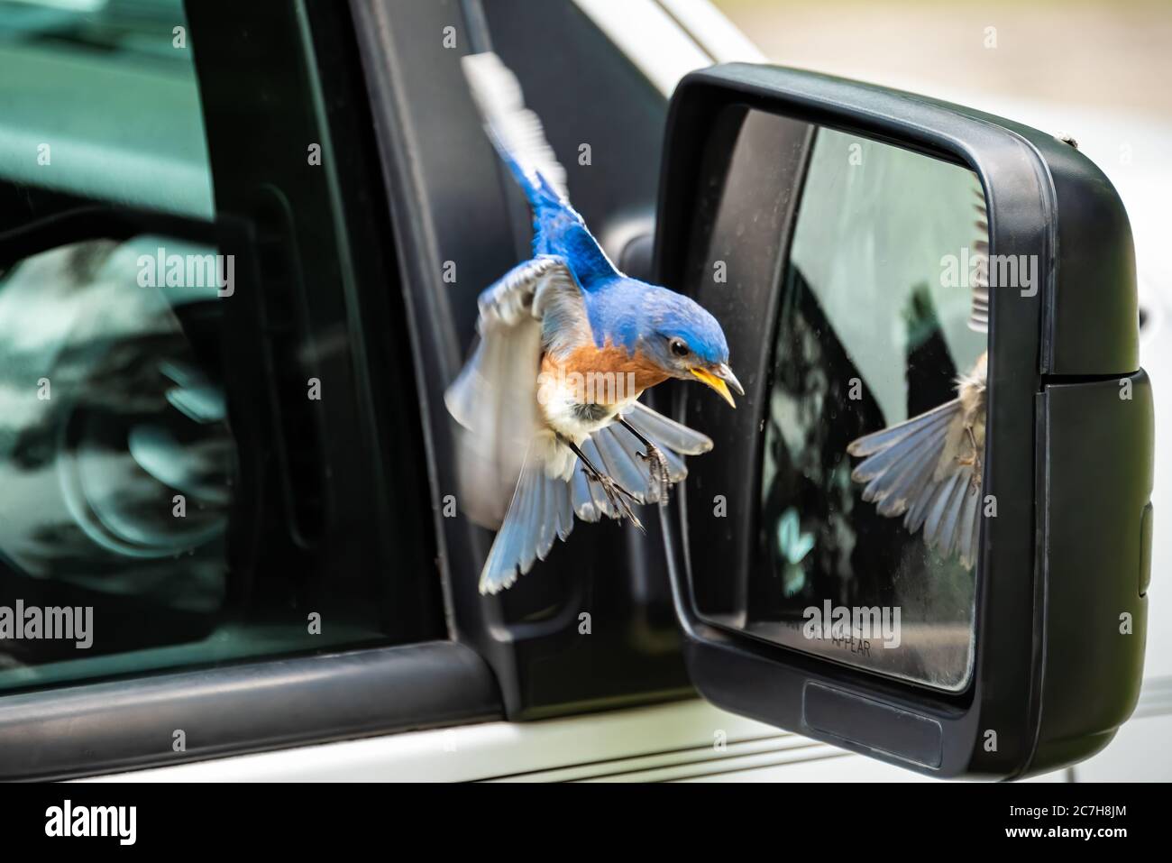 Eastern bluebird (Sialia sialis) enthralled with its own reflection in the side mirror of a pickup truck. (USA) Stock Photo
