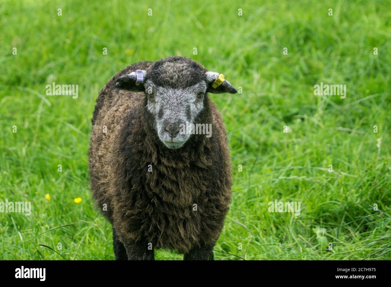 Lamb - Lying main image 1