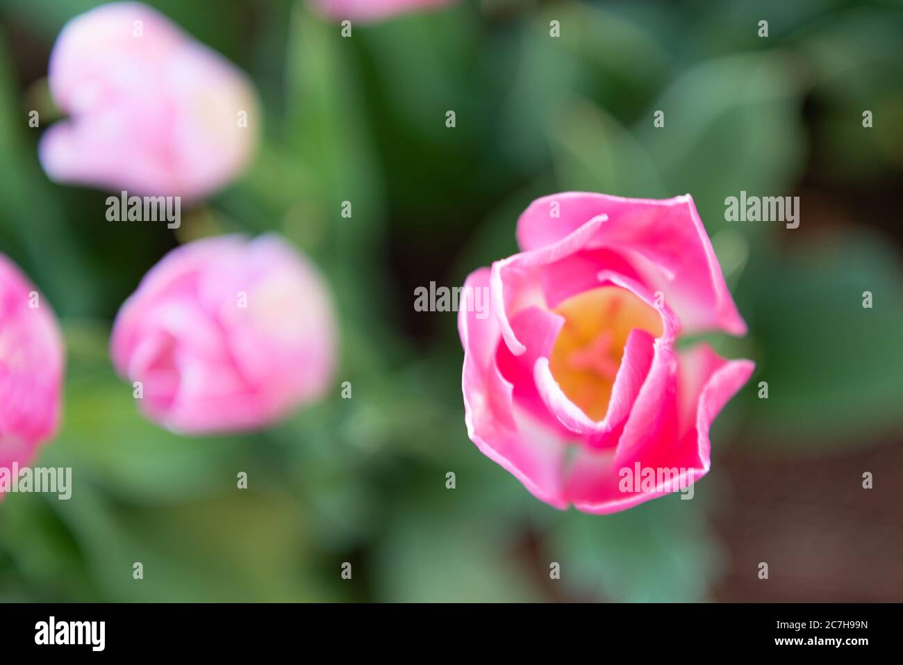 Pink single tulip amongst the tulip farm Stock Photo