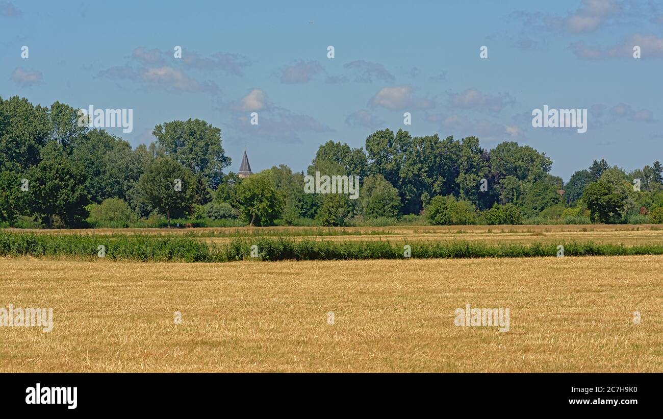 Sunny mown meadows with trees under a clear blue sky in Kalkense ...