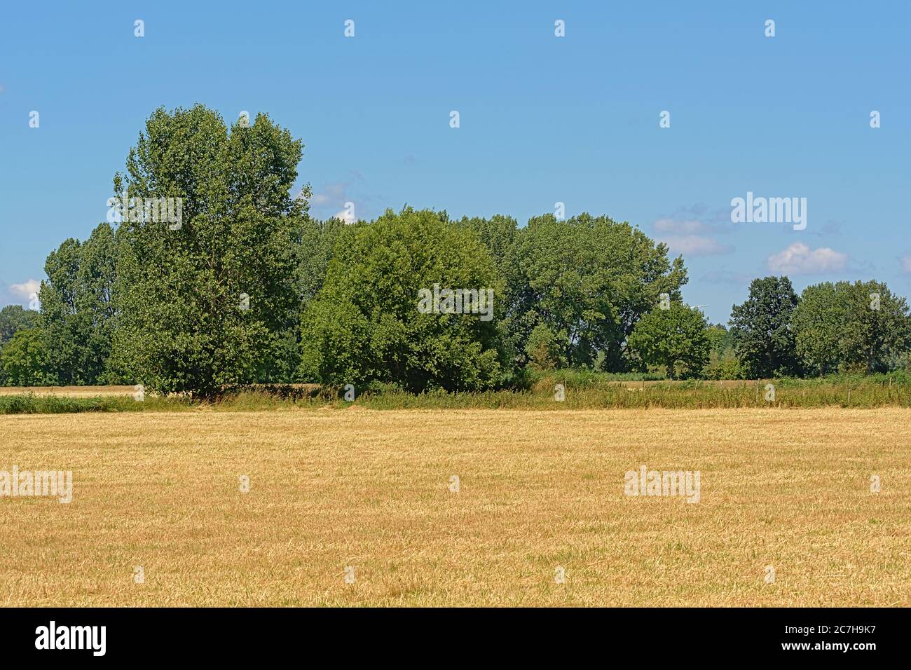 Sunny dry farmland with trees under a clear blue sky in Kalkense ...