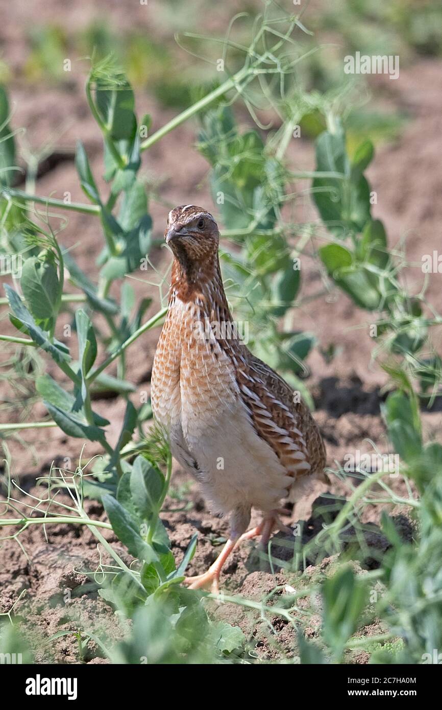 Common Quail (Coturnix coturnix) Stock Photo